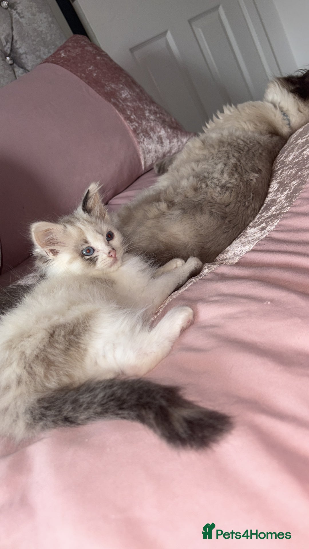 Ragdoll cats for sale: Rag doll kitten 🩷Dolly🩷 for sale  - Advert 1