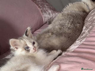 Ragdoll cats Rag doll kitten 🩷Dolly🩷 for sale - Advert 1