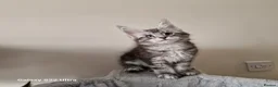 Maine Coon cats for sale: Licensed breeder-maine coon kittens - Advert 4