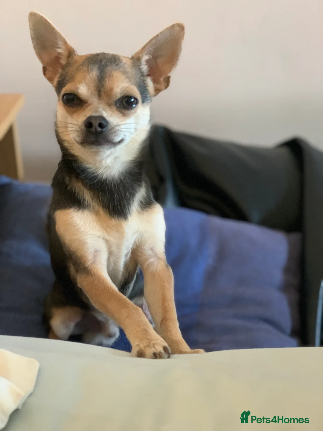 Chihuahua dogs for stud: Kenobi  - Advert 20