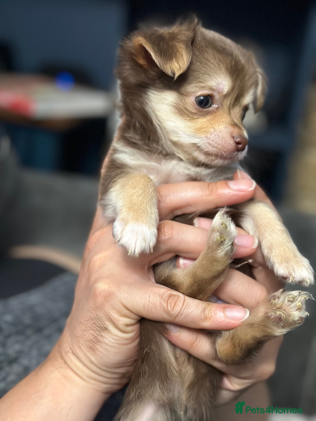 Chihuahua dogs for sale: 4 Gorgeous Chihuahua puppies  - Image 13