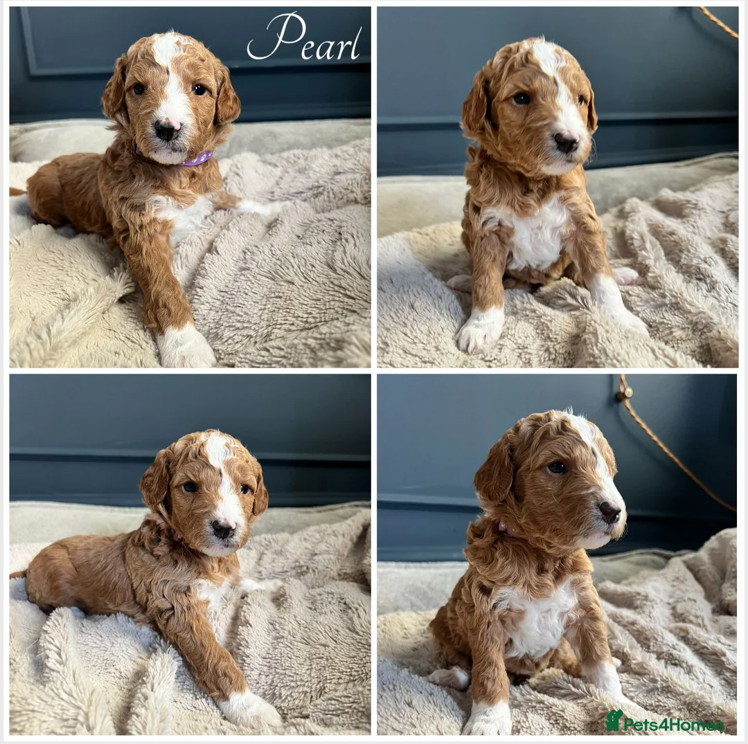 Australian Labradoodle dogs for sale: Health tested superior Australian Double Doodles in Bolton - Advert 2