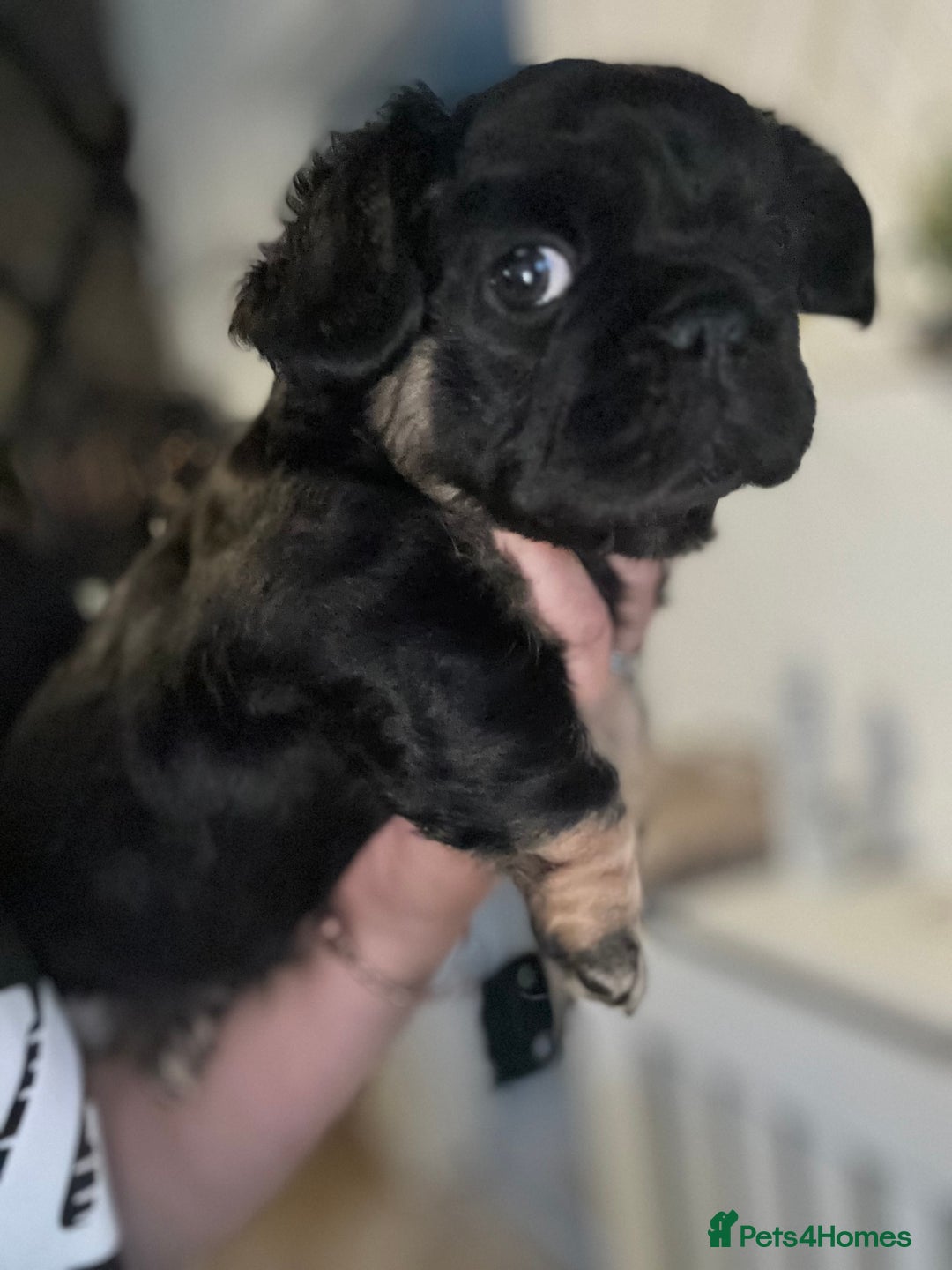 French Bulldog dogs for sale: Beautiful Black and Tan Fluffy Frenchbulldog - Image 5