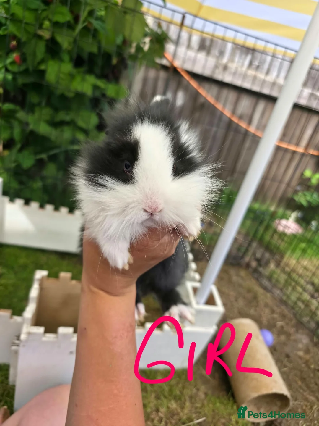 Mixed Breed rabbits for sale: Baby bunnies for sale - 2 left - girl and boy in Chard - Advert 2