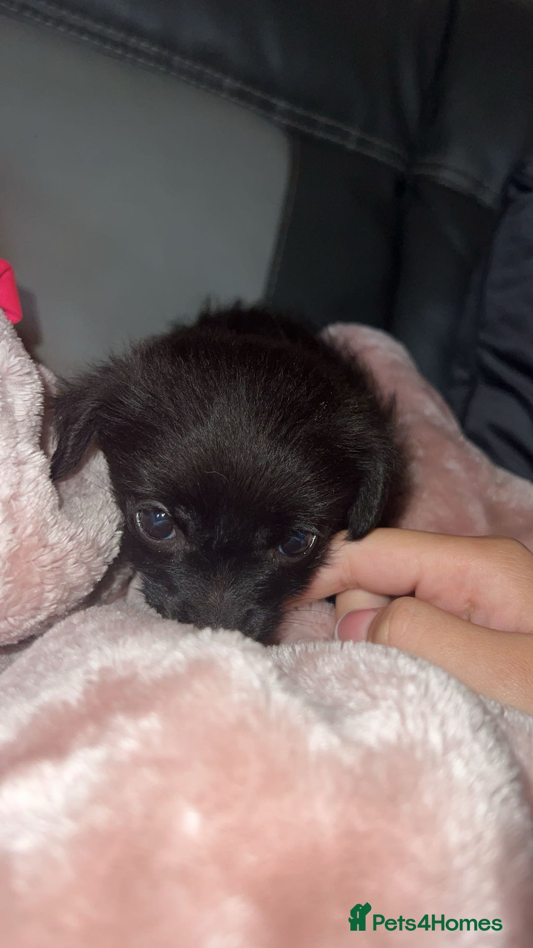 Pomchi dogs for sale: Beautiful pomchi for sale 🥹 - Image 6