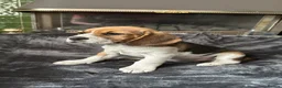 Beagle dogs for sale: Adorable Beagle puppies for sale  - Advert 9