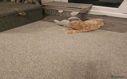 Mixed Breed dogs for sale: Gorgeous puppies for sale - Advert 32