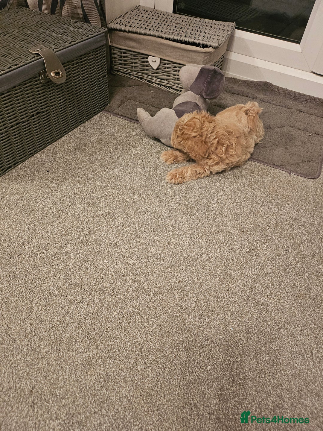 Mixed Breed dogs for sale: Gorgeous puppies for sale - Advert 32