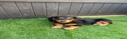 Miniature Dachshund dogs for sale: Quality LH KC mini dachshund 1 boy!!!! REDUCED !! - Advert 3