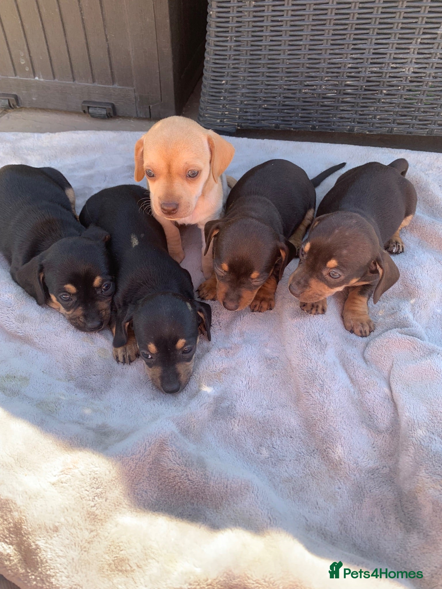 Dachshund dogs DACHSHUND PUPPIES READY 30TH AUGUST S - Advert 5