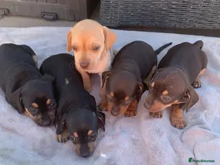 Dachshund dogs DACHSHUND PUPPIES READY 30TH AUGUST S - Advert 5
