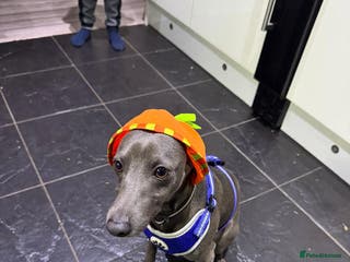 Italian Greyhound dogs Blue Male Italian Greyhound - 15 months old - Advert 2