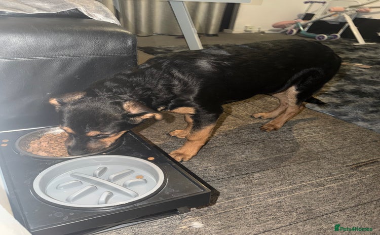 Mixed Breed dogs New home needed! - Advert 1