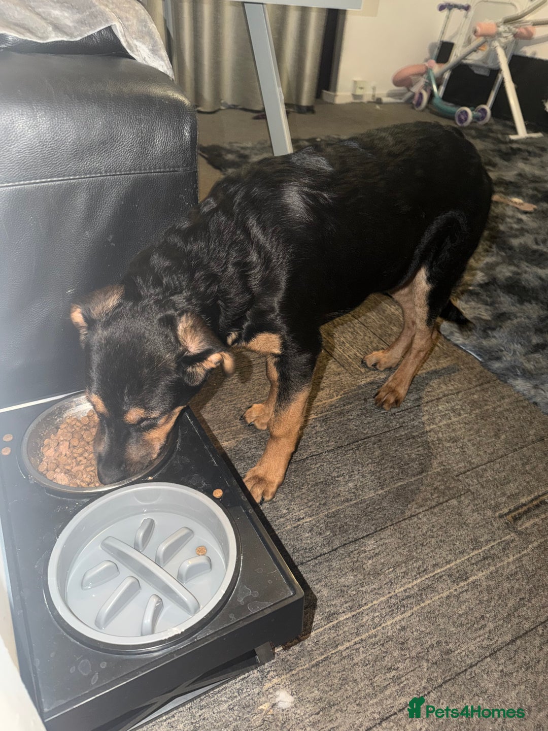 Mixed Breed dogs for sale: New home needed! - Advert 1