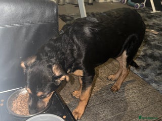 Mixed Breed dogs New home needed! - Advert 15