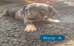 Dachshund dogs for sale: Dachshund puppies - Image 5