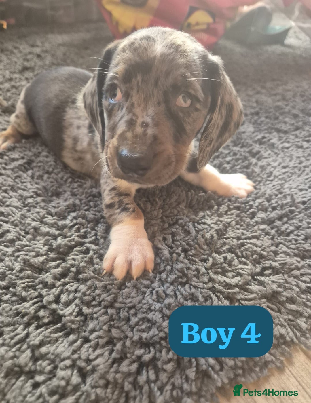 Dachshund dogs for sale: Dachshund puppies - Image 5