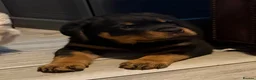 Rottweiler dogs for sale: STUNNING KC OLDER FEMALE FROM TK’s LINES - Advert 6