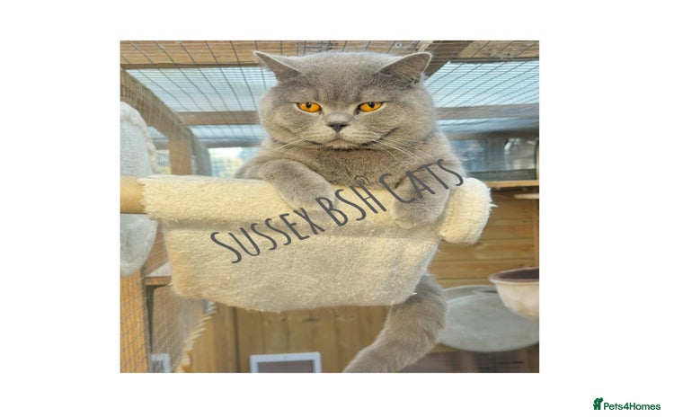 British Shorthair cats in Littlehampton - Advert 3