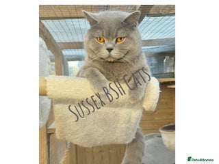 British Shorthair cats in Littlehampton - Advert 27