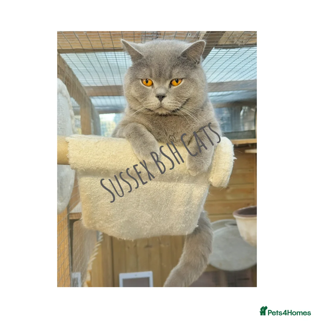 British Shorthair cats for stud: British Shorthair Blue Stud in Littlehampton - Advert 1