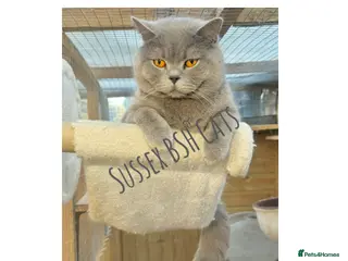 British Shorthair cats British Shorthair Blue Stud in Littlehampton - Advert 1