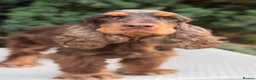 Cocker Spaniel dogs for sale: Stunning show cockers  in Doncaster - Advert 4
