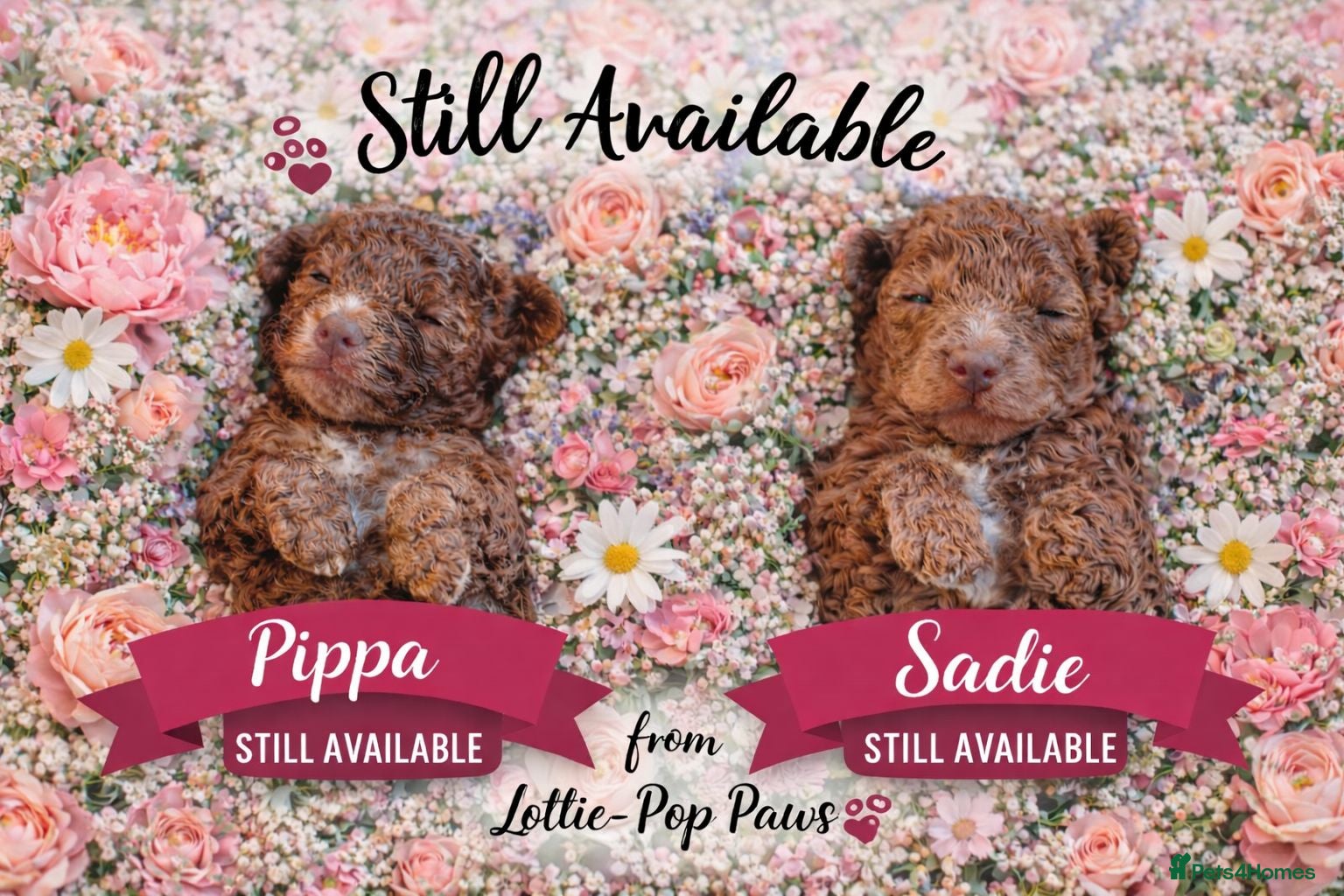 Cockapoo dogs 🤍 Beautiful F3 Multigen Cockapoo Puppies🤍 - Advert 10