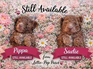 Cockapoo dogs 🤍 Beautiful F3 Multigen Cockapoo Puppies🤍 - Advert 10