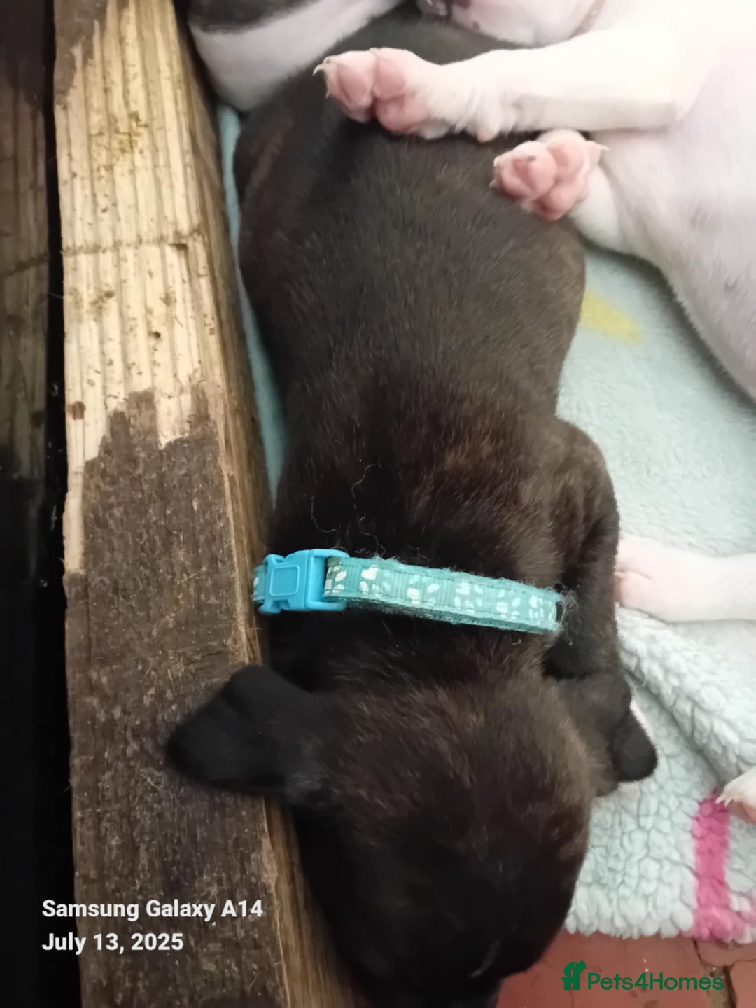 Staffordshire Bull Terrier dogs for sale: Staffie puppies for sale  - Image 8