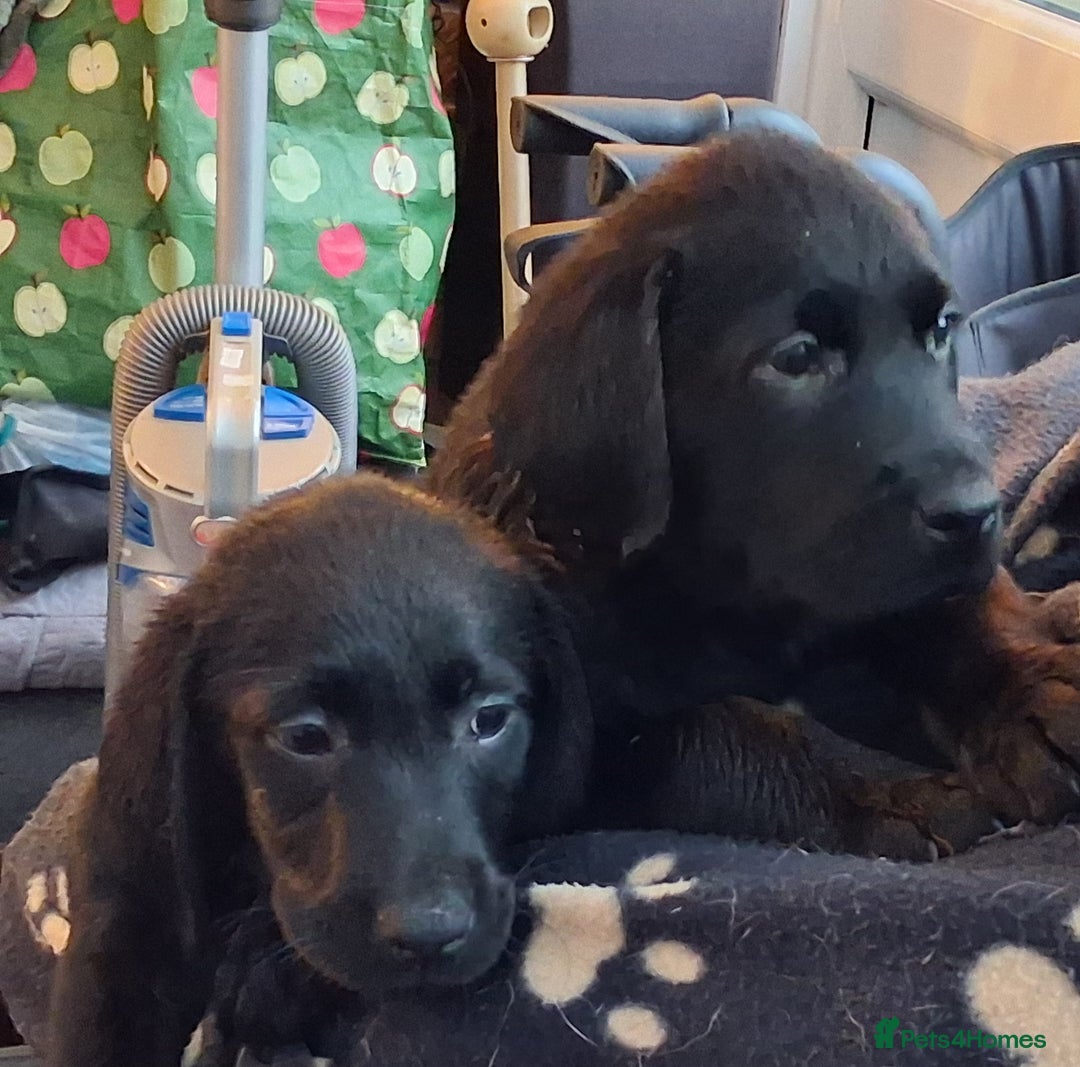 Labrador Retriever dogs for sale: Stunning big pedigree labrador puppies - Advert 13