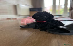 Maltipoo dogs for sale: Gorgeous 4-week-old Maltipoo puppies  - Image 1