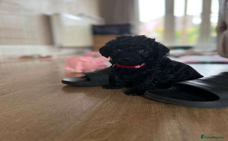 Maltipoo dogs - Advert 5