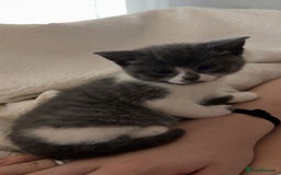 Mixed Breed cats for sale: Beautiful fluffy kittens for sale - Image 14