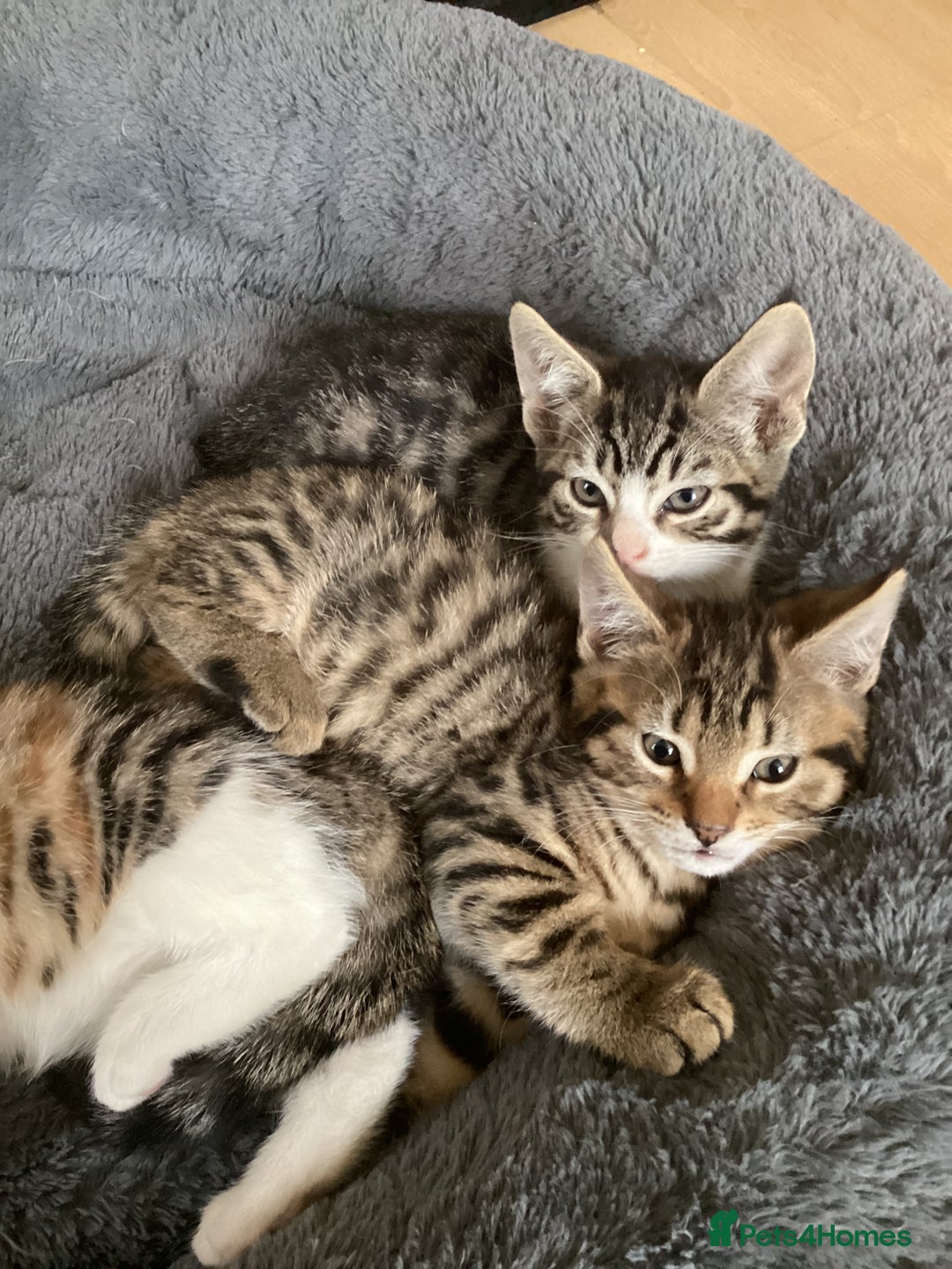 British Shorthair cats for sale: Beautiful kittens - Image 3