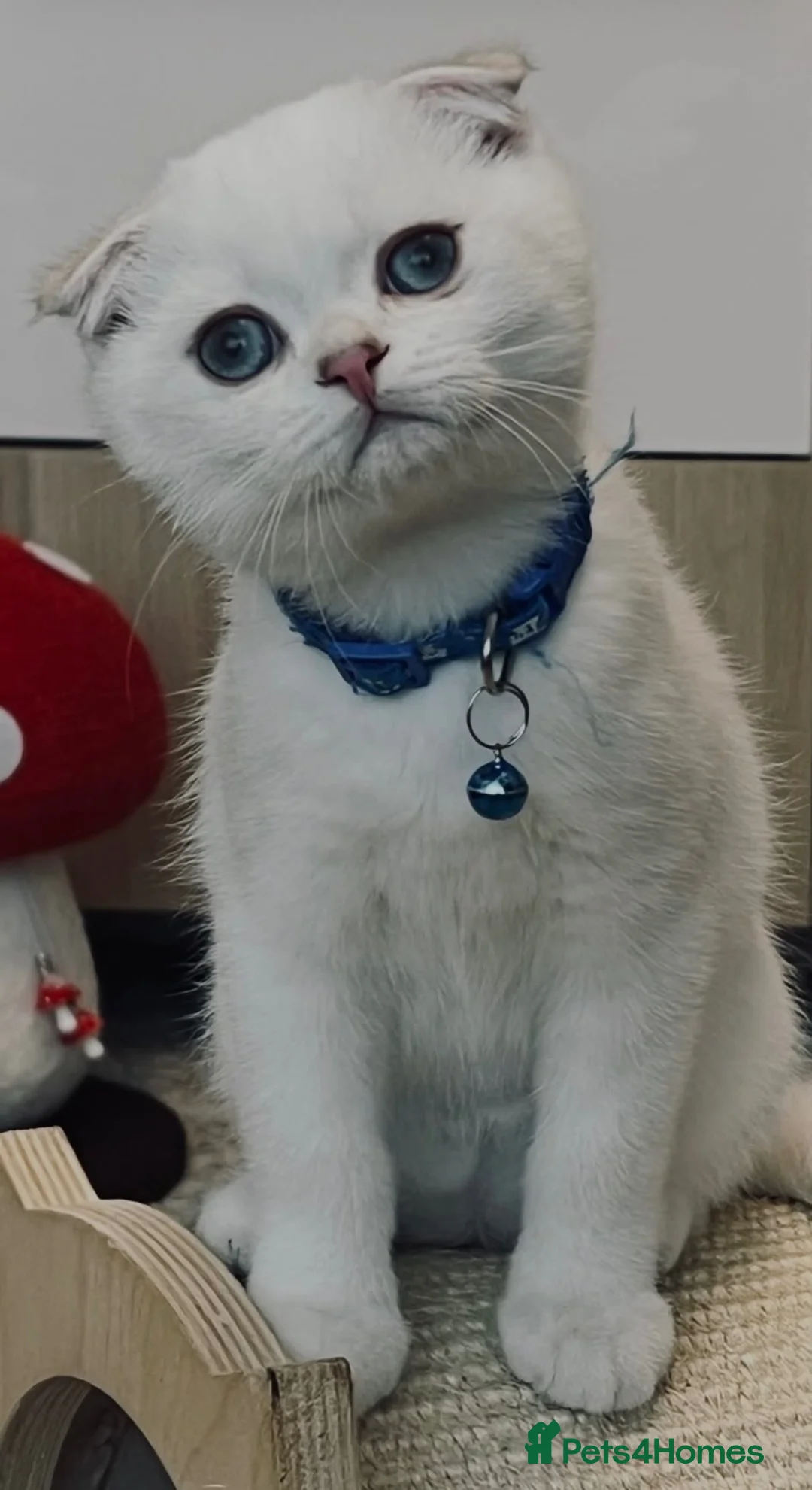 Scottish Fold cats for sale: Fully-Vaccinated Scottish Fold Boy and Girl Kitten - Advert 2