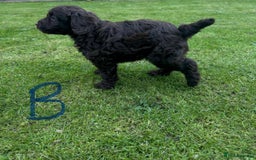 Cockapoo dogs for sale: Toy F1 Cockerpoo Puppies x2 girls x2 boys - Image 3