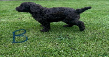 Cockapoo dogs - Advert 6