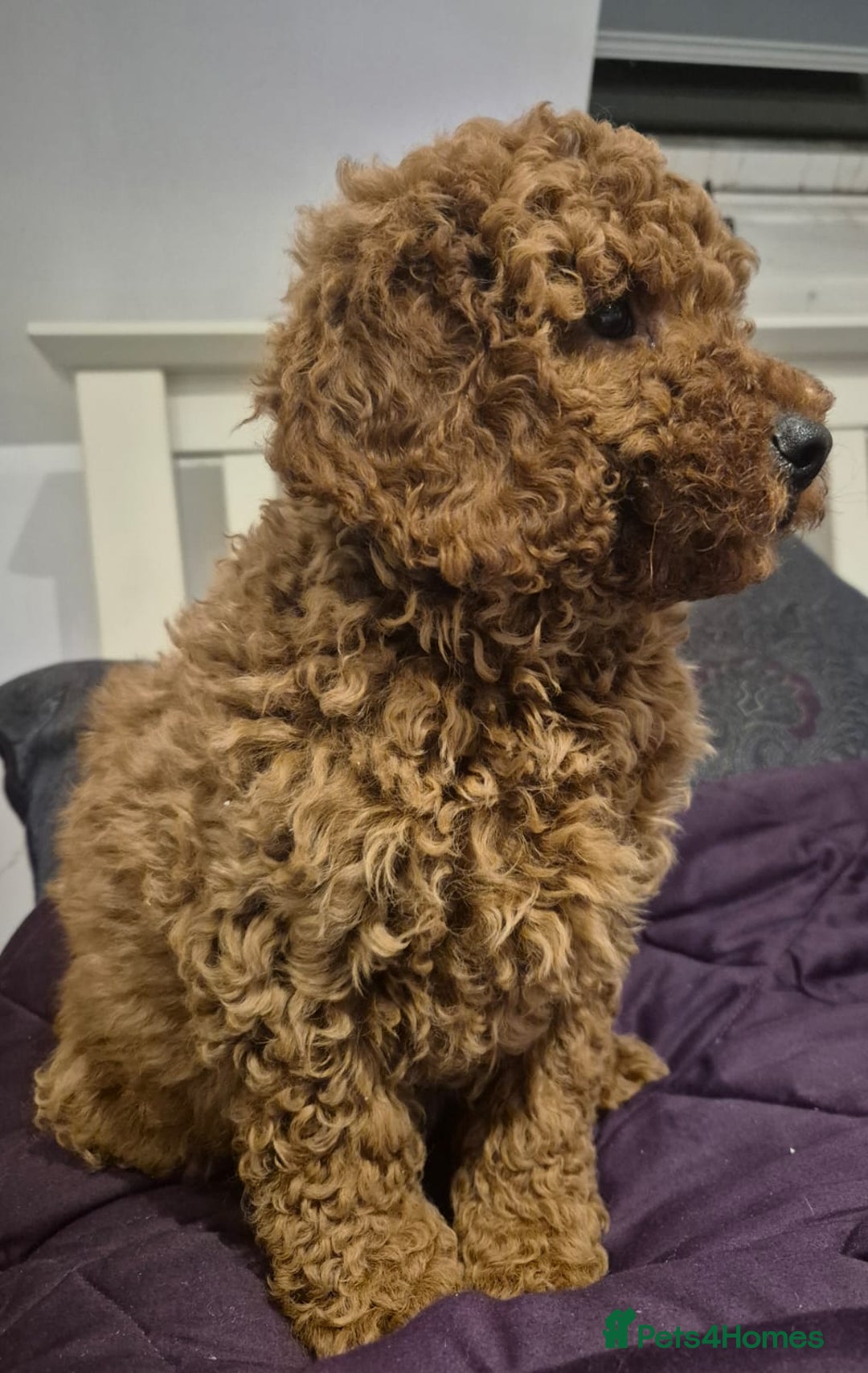 Mini Goldendoodle dogs for sale: Miniature golden doodles - Advert 7