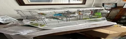 Budgerigars birds for sale: Two budgerigars with cage for sale in Chesterfield - Advert 6
