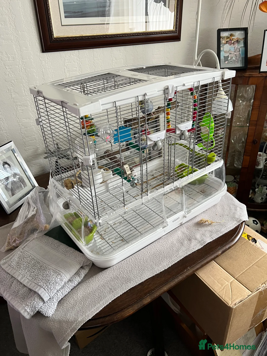 Budgerigars birds for sale: Two budgerigars with cage for sale in Chesterfield - Advert 6