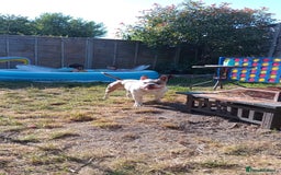 Mixed Breed dogs for sale: French bulldog cross pocket bully - Image 17