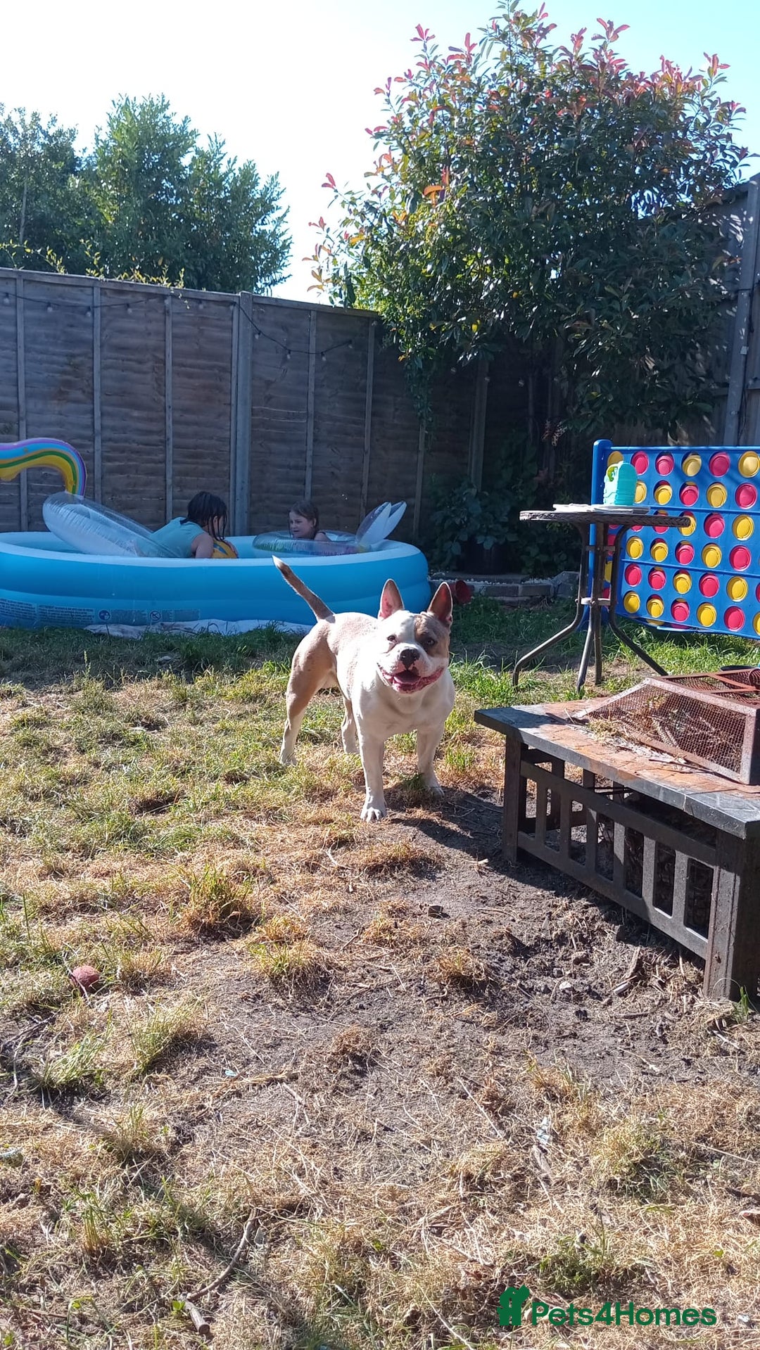 Mixed Breed dogs for sale: French bulldog cross pocket bully - Image 17