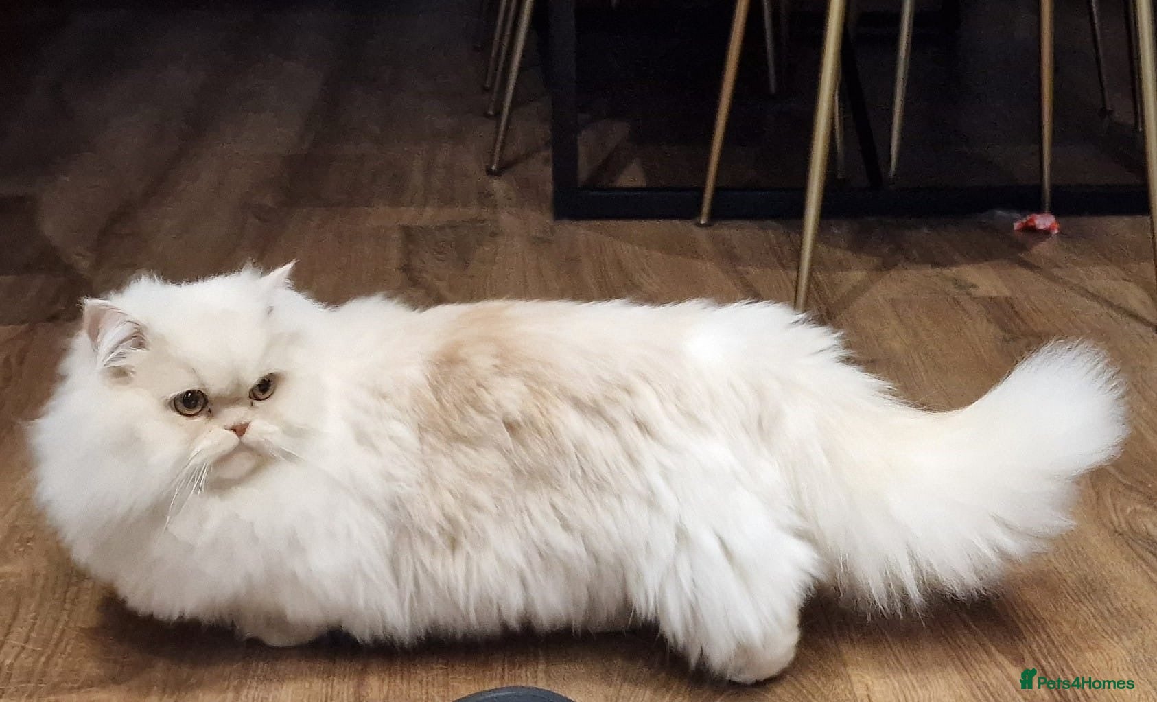 Munchkin cats Munchkin Persian male cat - Advert 1