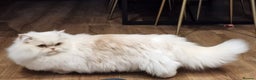Munchkin cats for sale: Munchkin Persian male cat - Advert 1