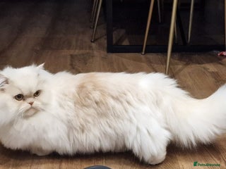 Munchkin cats Munchkin Persian male cat - Advert 1