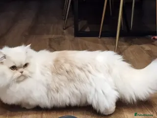 Munchkin cats Munchkin Persian male cat - Advert 4