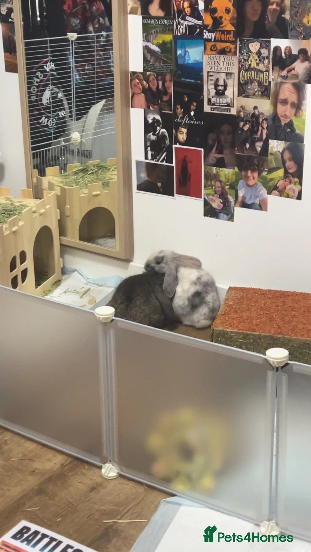 Mixed Breed rabbits for sale: 2 male baby bunnies  in Harrogate - Advert 9