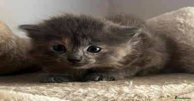 Mixed Breed cats - Advert 2