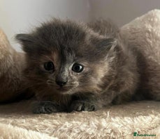 Mixed Breed cats - Advert 2